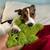 Jack Russell Terrier Puppy 2 thumbnail