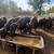 Bred cows 18 thumbnail