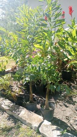 Foxtail Palms .. 5 feet tall ... $25 1