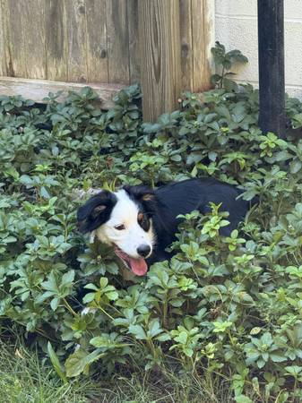 Pastor Australiano - 5 meses de edad (Plainville)63873145118977123