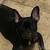 7 month old Black Frenchie 1 thumbnail
