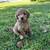 Miniature Goldendoodle Puppies 4 thumbnail