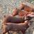 Duroc piglets 2 thumbnail