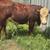 Polled Hereford Bull 7 thumbnail