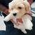 Maltese puppies for adoption 4 thumbnail