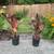 Canna Lily 1 thumbnail