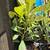 3' tall loquat trees/ nisperos 3 thumbnail