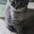 Kittens 2 thumbnail