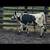 10 feeder calves 9 thumbnail