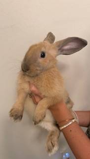 Young Rabbits to be Re-homed (Cape Coral)63977625091459120