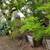 Landscaping plants- liquidating 1 thumbnail