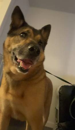 PERRO ENCONTRADO (State College)64036928004739121