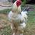 Rooster 1 thumbnail
