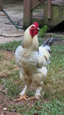 Rooster 1