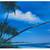 Large Florida Scene Signed Oil Painting 53 X 41" 10 thumbnail