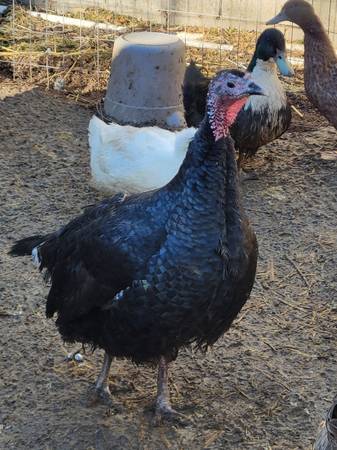 Chickens,ducks,and turkeys