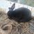 New Zealand rabbits babies 3 thumbnail