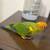 Sun conure 2 thumbnail