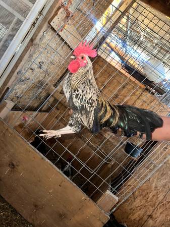 Roosters for sell 1
