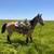 Gentle Buckskin Gelding 2 thumbnail