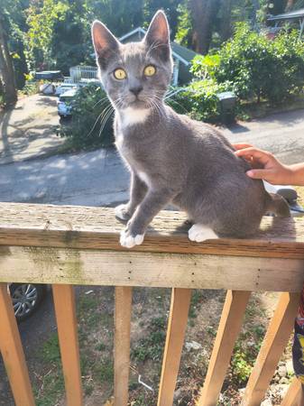 Kittens for rehoming (N. Renton)63911603457411120