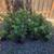 Grape Plants Canadice Seedless Reds 3 thumbnail