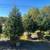 Landscaping Evergreens and Arbrovite 8 thumbnail