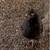 Batam chickens 2 thumbnail