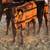 Brangus heifers 6 thumbnail