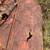 Brush Hog 6’ 8 thumbnail