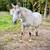 11yo Thoroughbred Mare 3 thumbnail