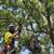 🌳 Austin Tree Trimming & Removal • Same Day Service • CALL NOW! 5 thumbnail