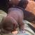 8 week American bully puppies looking for their forever homes! 14 thumbnail