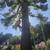 Affordable Tree Care (San Rafael) 4 thumbnail