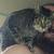 Rescue cats looking for homes 3 thumbnail
