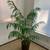 Artificial Palm Tree 1 thumbnail