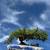 BoNSAI TREES !! 1 thumbnail