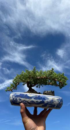 BoNSAI TREES !! 1