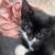 Cats pictures frames 8 thumbnail