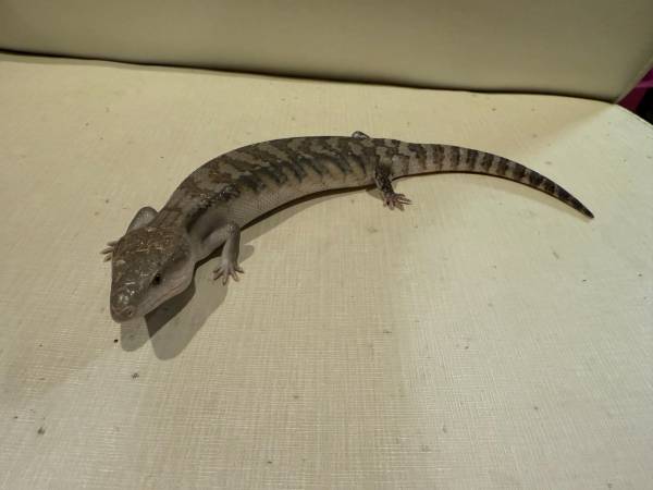 Crias de Skink de Lengua Azul del Norte Disponibles para Adopción (Convoy)63841744652545123