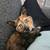 Tootsie rescued tortie kitten 2 thumbnail