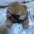 Pomeranian puppy 3 thumbnail
