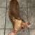Re-homing Chihuahua 1 thumbnail