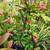 Mature Succulents For Landscaping 8 thumbnail