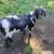 Boer Goats 6 thumbnail