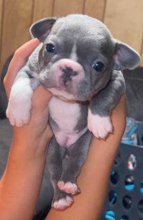 Frenchton Puppies63348364098307121