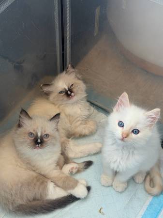Ragdoll (Nueva York)550468780064122886