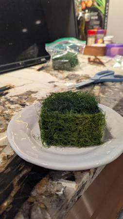 Chaeto Macro Algae (Greenwood Village)63921365330435120