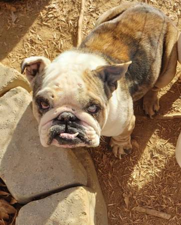 Micro English Bulldog (Palmdale)63735864798209120