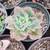 SUCCULENTS: Echeveria and other plants for sale: Large Variety $5 each 9 thumbnail